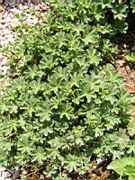 Alchemilla Vetteri (fam. Rosacees) (01) (Photo F. Mrugala)